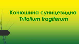 Відеоролик "Конюшина суницевидна  (Trifolium fragiferum)"