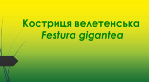 Відеоролик "Костриця велетенська  (Festura gigantea)"