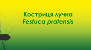 Відеоролик "Костриця лучна ( Festuca pratensis )"