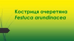 Відеоролик "Костриця очеретяна (Festuca arundinacea)"