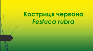 Відеоролик "Костриця червона (Festuca rubra )"