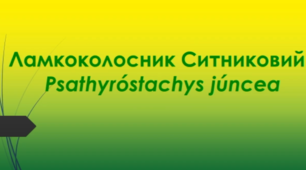 Відеоролик "Ламкоколосник Ситниковий   (Psathyróstachys júncea)"