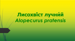 Відеоролик "Лисохві́ст лучни́й (Alopecurus pratensis)"