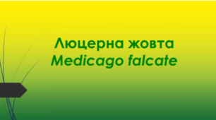 Відеоролик "Люцерна жовта (Medicago falcate )"