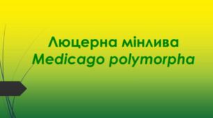 Відеоролик "Люцерна мінлива (Medicago polymorpha )"