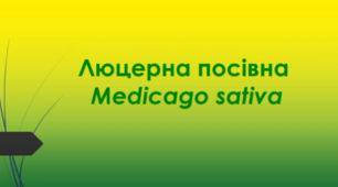 Відеоролик "Люцерна посівна  (Medicago sativa)"