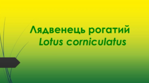 Відеоролик "Лядвенець рогатий   (Lotus corniculatus)"