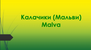 Відеоролик  " Калачики (Malva) "