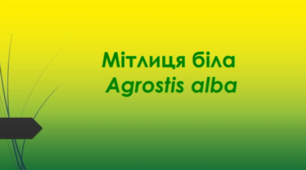 Відеоролик  "Мітлиця біла  (Agrostis alba) "