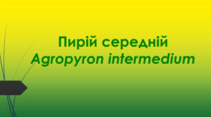 Відеоролик  " Пирій середній (Agropyron intermedium ) "