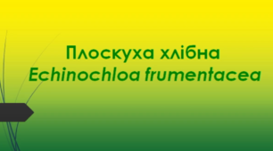 Відеоролик  " Плоскуха хлібна  (Echinochloa frumentacea) "