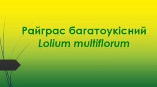 Відеоролик  " Райграс багатоукісний (Lolium multiflorum ) "