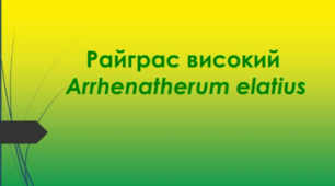 Відеоролик  " Райграс високий  (Arrhenatherum elatius ) "