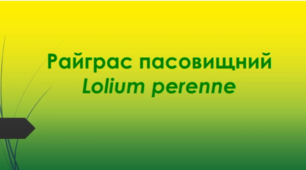 Відеоролик  " Райграс пасовищний (Lolium perenne ) "