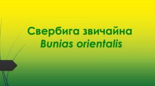 Відеоролик  "Свербига звичайна  (Bunias orientalis) "