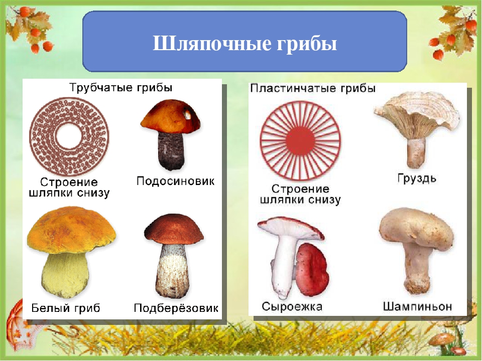 5 трубчатых грибов