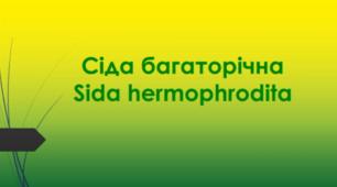 Відеоролик  " Сіда багаторічна (Sida hermophrodita)  "