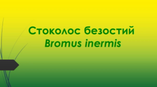 Відеоролик  " Стоколос безостий  (Bromus inermis) "