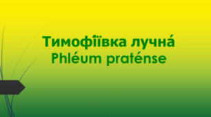 Відеоролик  " Тимофі́ївка лучна́  Phléum praténse  "