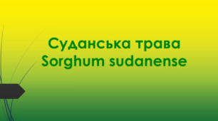 Відеоролик  " Суданська трава (Sorghum sudanense) "