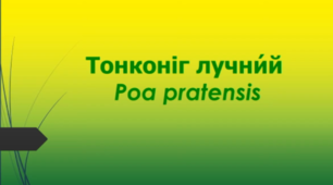 Відеоролик  " Тонконіг лучни́й  (Poa pratensis)"