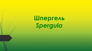Відеоролик  " Шпергель  (Spergula) "