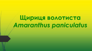 Відеоролик  "Щириця волотиста (Amaranthus paniculatus ) "