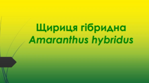 Відеоролик  " Щириця гібридна (Amaranthus hybridus) "