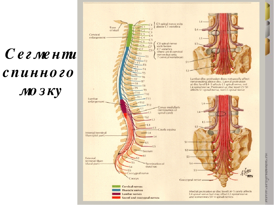 Сегмент спинного мозга фото