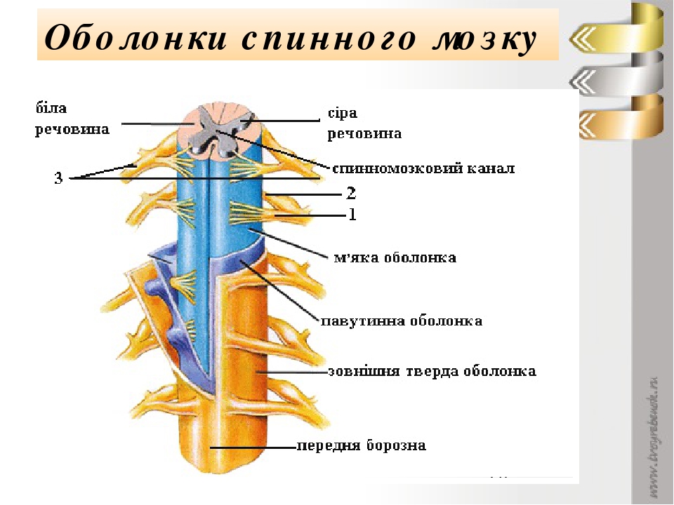 Назовите структуры спинного мозга обозначенные на рисунке цифрами 1 2 3 опишите особенности строения