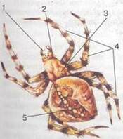 02004pzr-2f87-175x198.jpg