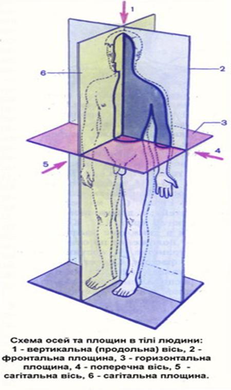 Metodichna Rozrobka Lekcijnogo Zanyattya Na Temu Anatomiya Yak Nauka