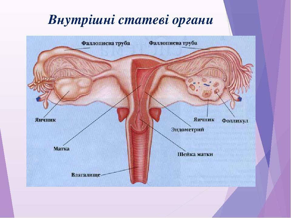 Prezentaciya Z Anatomiyi Lyudini Na Temu Anatomiya Zhinochih Statevih Organiv