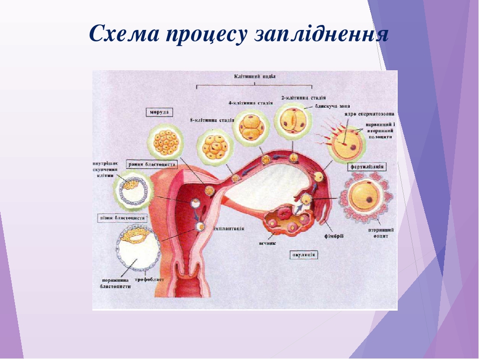 Схема развития детеныша в матке схема