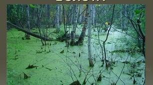 "Болота. Штучні водойми" урок для дистанційного навчання