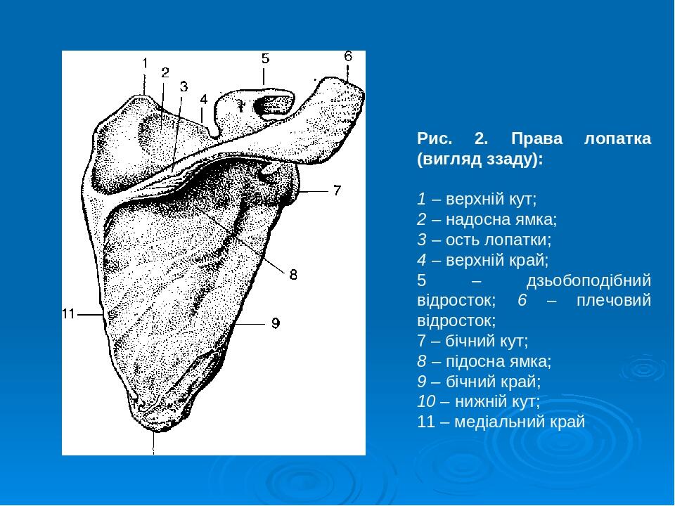 Лопатка рисунок анатомия