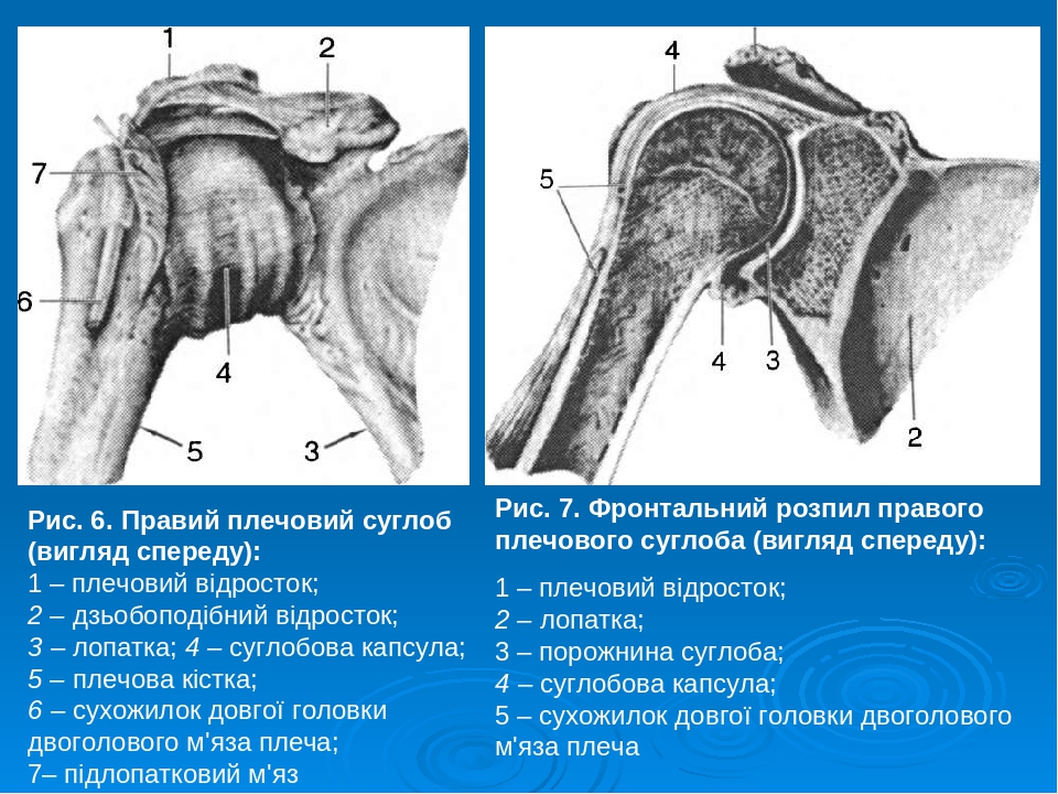 Лопатка рисунок анатомия