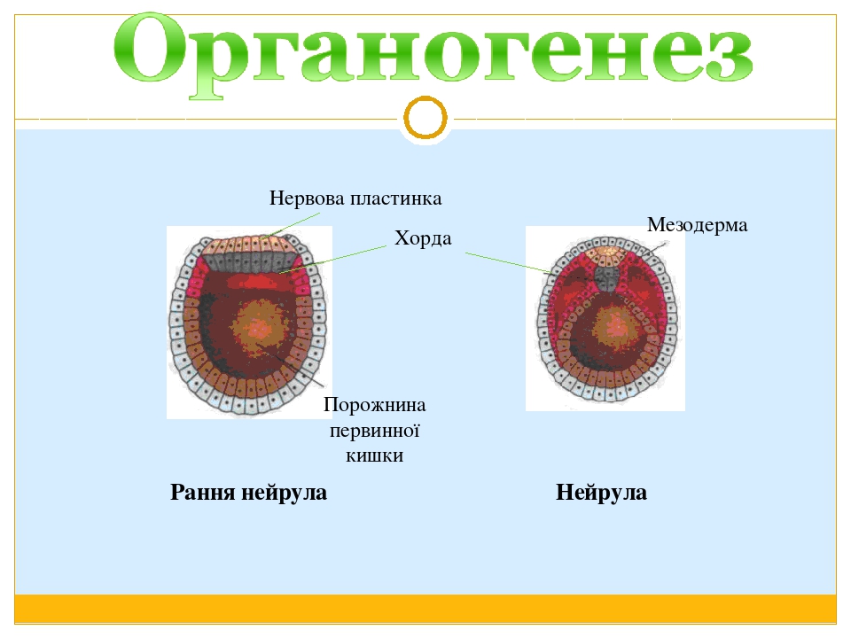 Органогенез презентация 10 класс биология