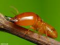 02004w6b-4dfe-117x88.jpg