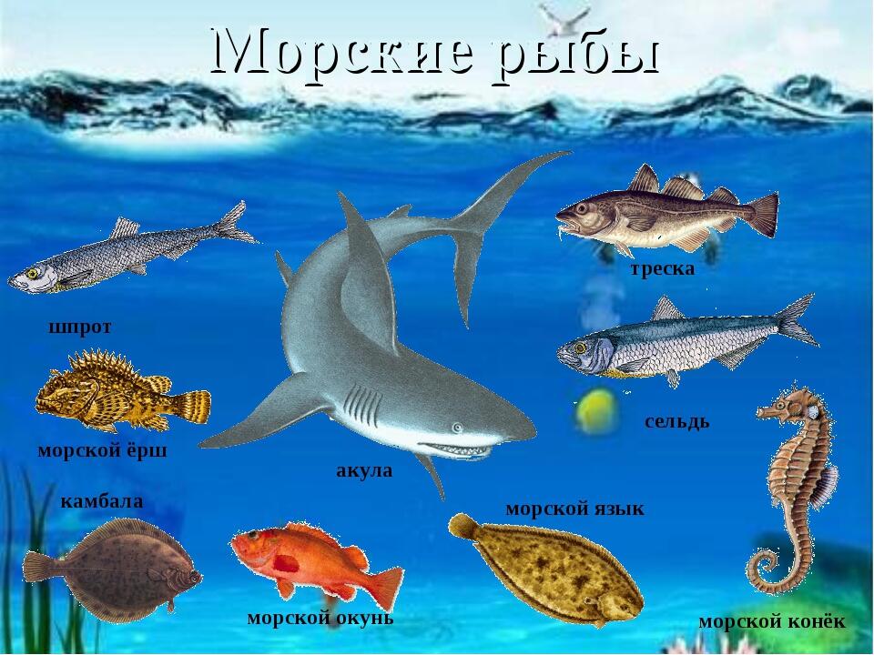 Морской разница