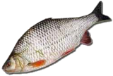 02004ymd-5799-223x150.png