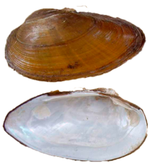 02004yyn-15c3-222x239.png