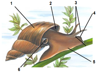02004zca-069d.png