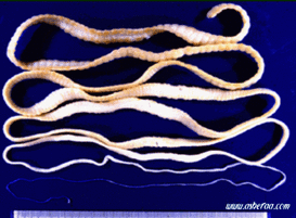 020050mh-1c55-273x201.gif