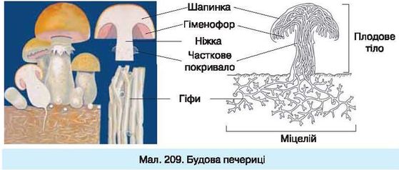 Будова гриба картинка