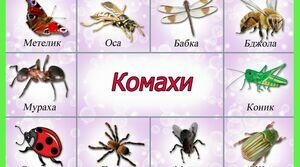 Комахи