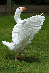 02005e1e-e3d3-239x359.jpg