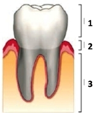 02005fj9-b4c2-202x232.png