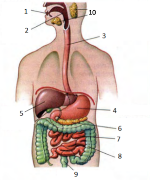 02005h1t-9a68-309x370.png