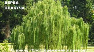 Плакуча верба. Мої спостереження для моїх дошкільнят крізь камеру мобільного телефону.